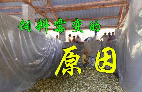 飼料又發(fā)霉了， 到底是咋回事？
